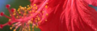 coeur d'hibiscus